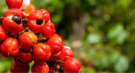 Vittaburn guarana